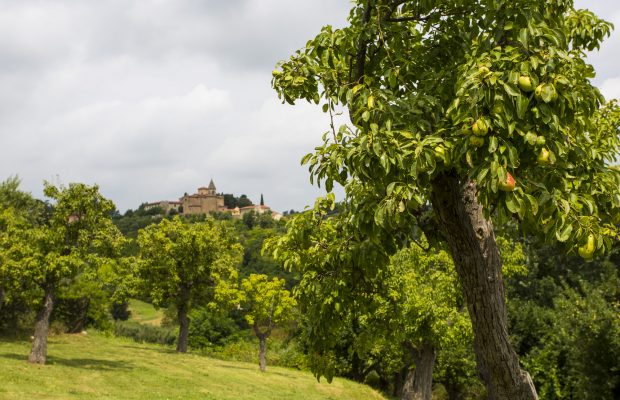 Villa La Cittadella: Fruit garden